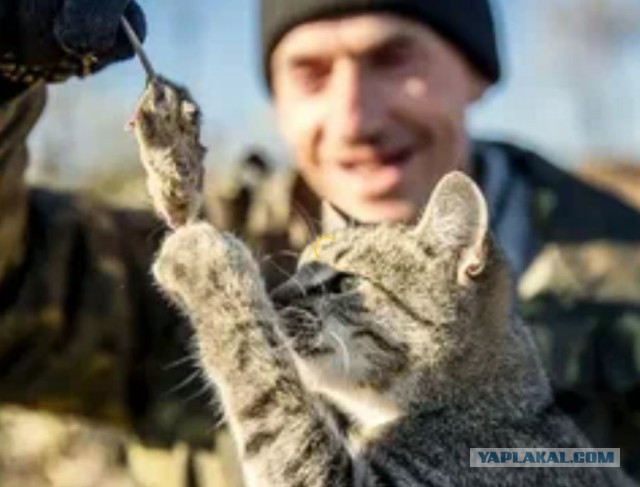 Тактический кот.