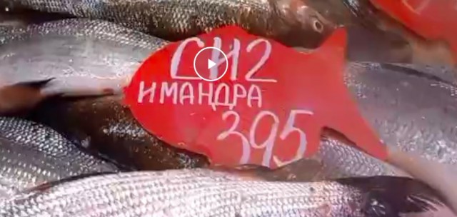 Рыбка на рынке, Мурманская область