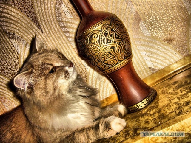 Мыльница