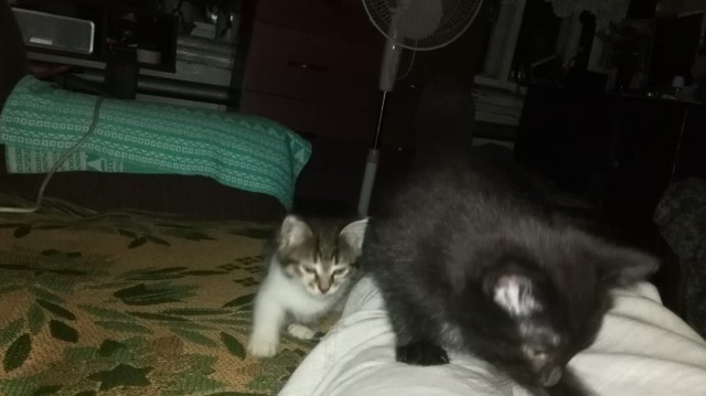 Подбирайте дворовых котят, из них получаются самые благодарные кошки