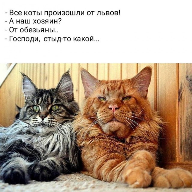 Мейн-куны и слабое сердце.