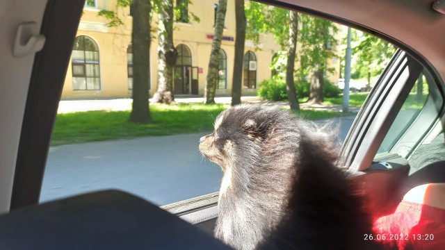 Тоша