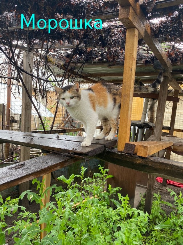 Жизнь домашнего приюта "Котоленд" 445
