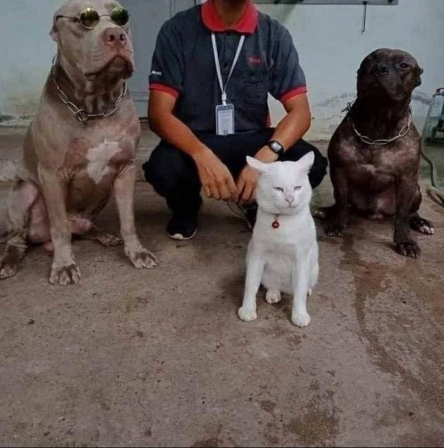 Кот, который был воспитан собаками