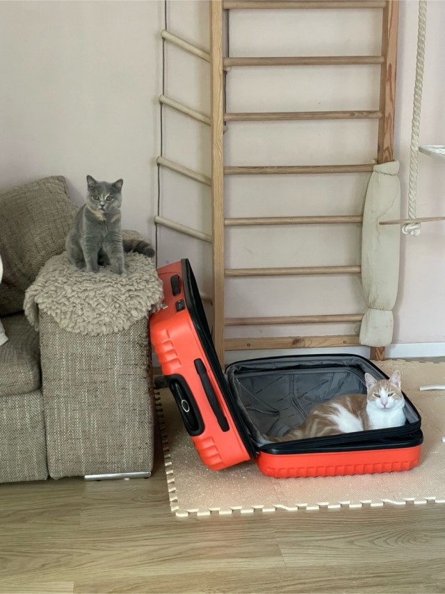 К котовторнику