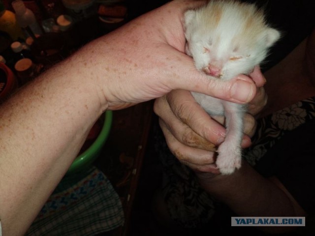 Жизнь домашнего приюта для котеек 513