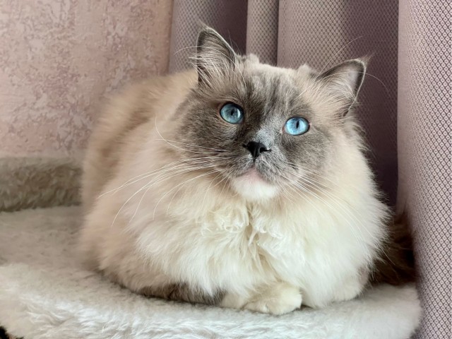 Котовторник 05/11/2024