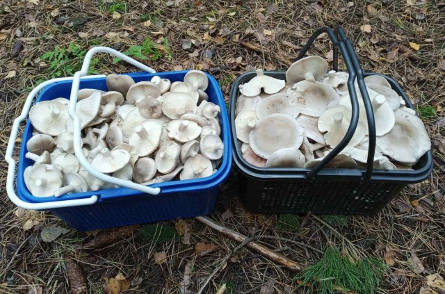 Беларусь. Наверно окончание сезона