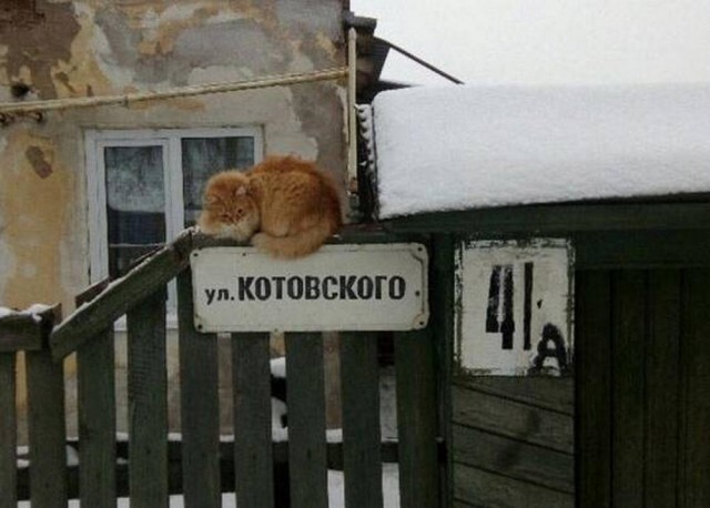 Веселые картинки в понедельник (11.11)