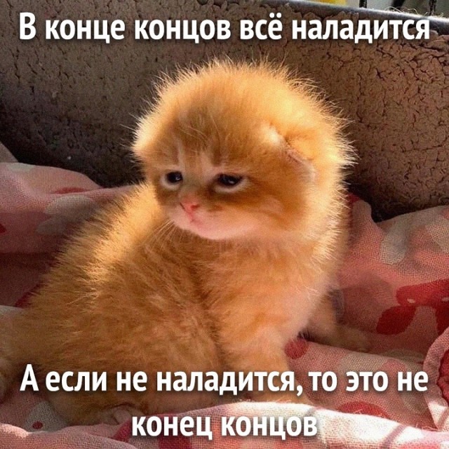 Весёлый полтишок 06.12.24