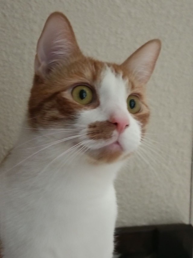 Котэ, совэ и все-все-все