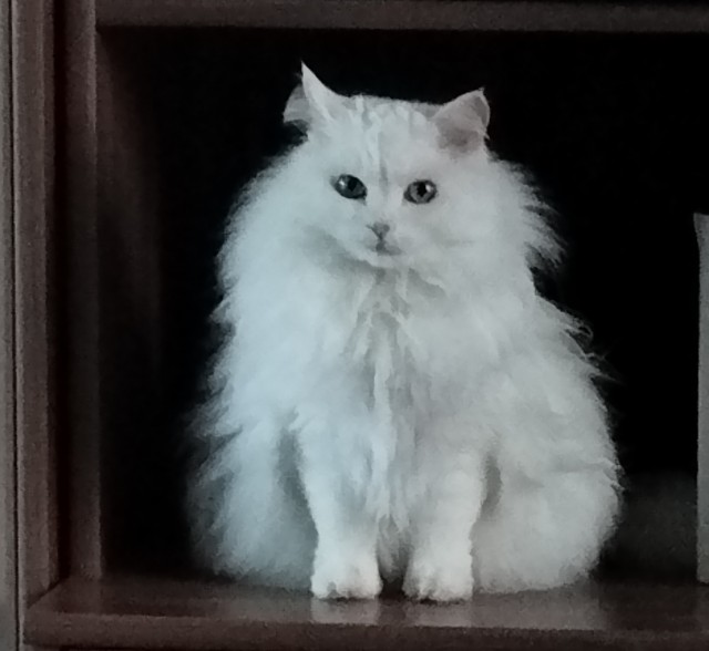 Мои сибирские красотки