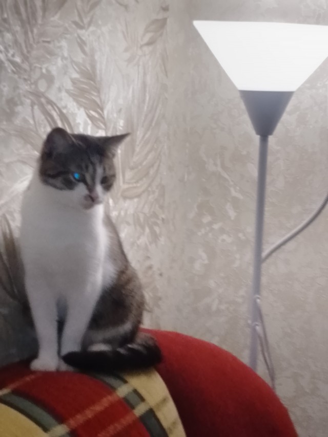 Совпало с котовторником.