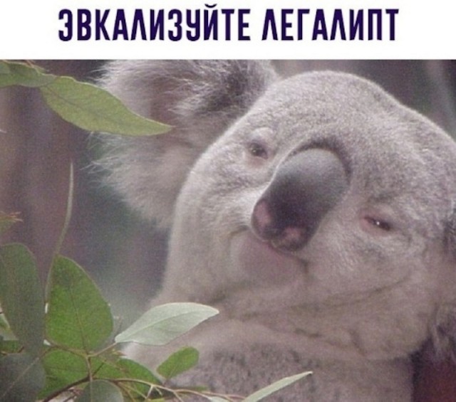 10 картинок падонгам для вечернего настроения