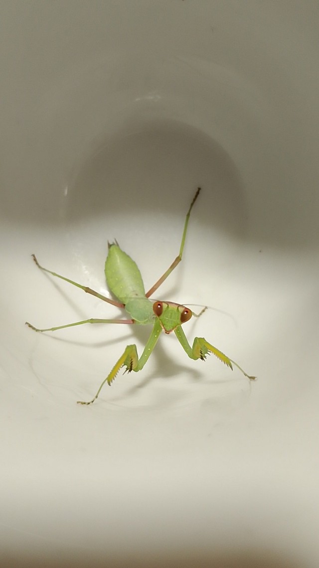 Дома хищник появился давно я их не видел.