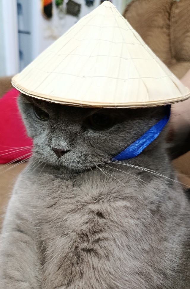 Котовторник наступил