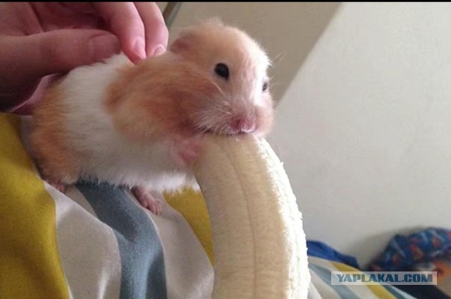 Уберите детей от экранов