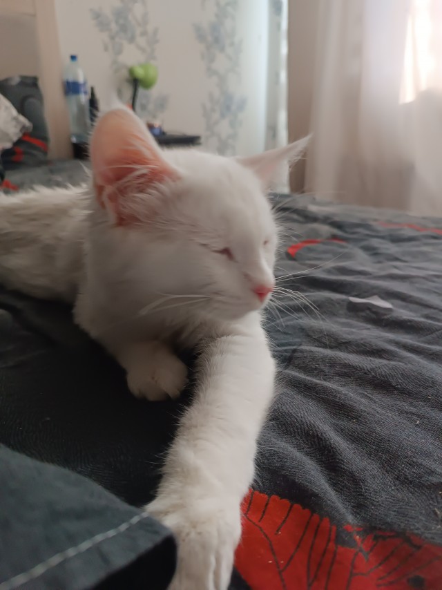 В защиту чёрных котов
