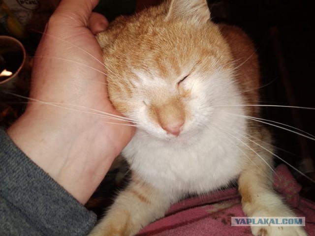 Жизнь домашнего приюта для котеек 571