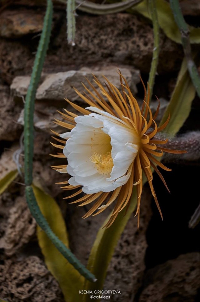 Царица ночи - Селеницереус крупноцветковый (лат. Selenicereus grandiflorus)