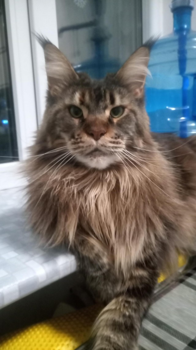 Юбилейный котовторник!