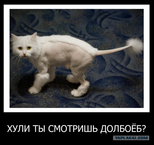 Не про олимпиаду