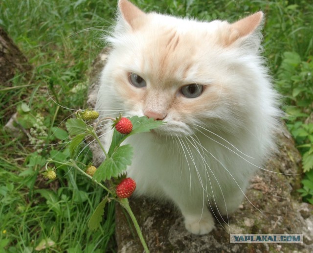 Котовторник 01.07.2014