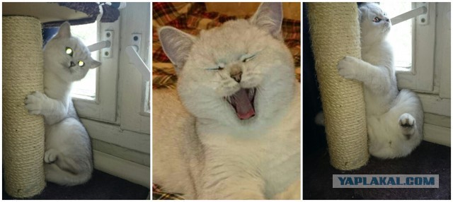 Котовторник 02.09.2014
