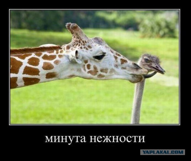 Веселые картинки