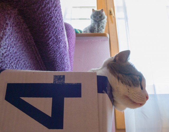 Котовторник