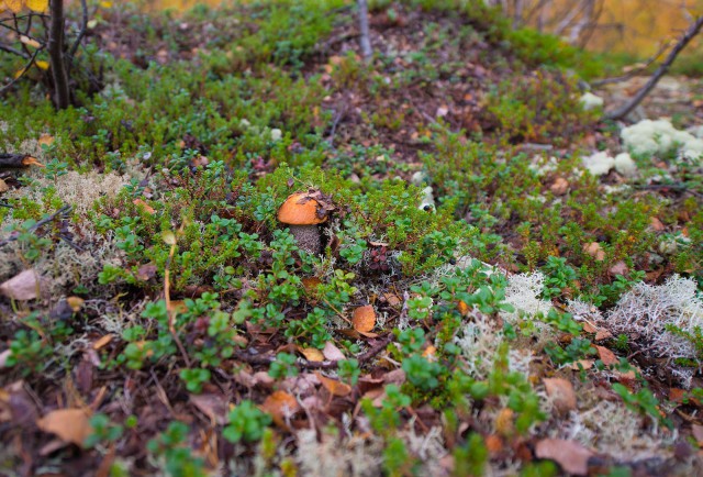 Поездка на Кольский полуостров.