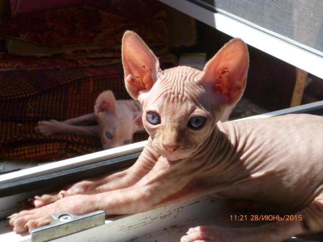 Котовторник 03.11.2015