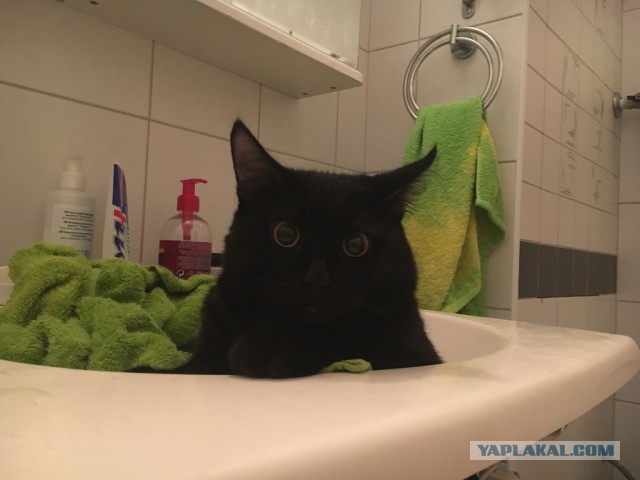 Котовторник 22.12.2015