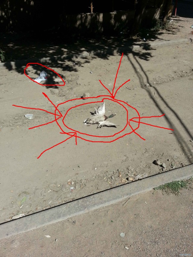 - Я хозяин, ЧЁ хАчу то и делаю.