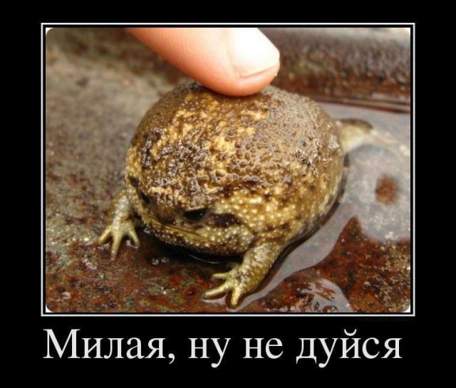 Кормление домашних жаб