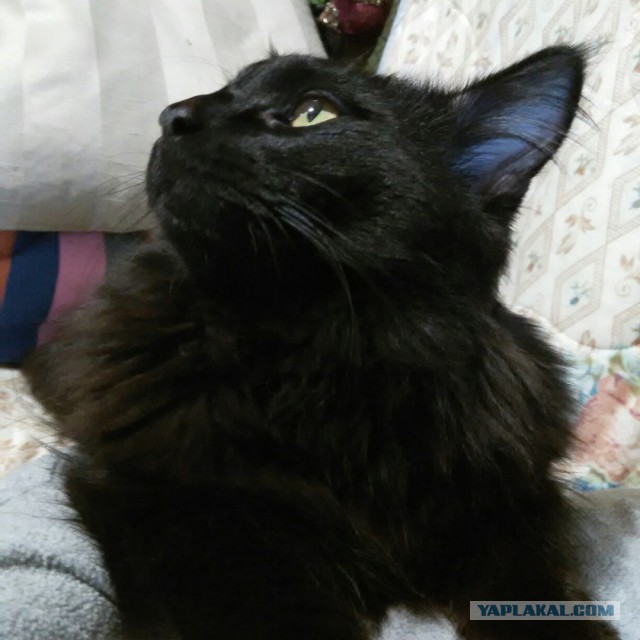 Котовторник 27.09.16