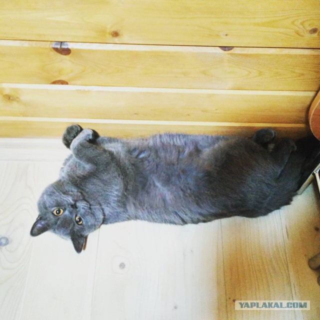 Котовторник 27.12.2016