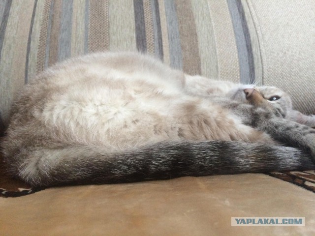 Котовторник  14.02.2017