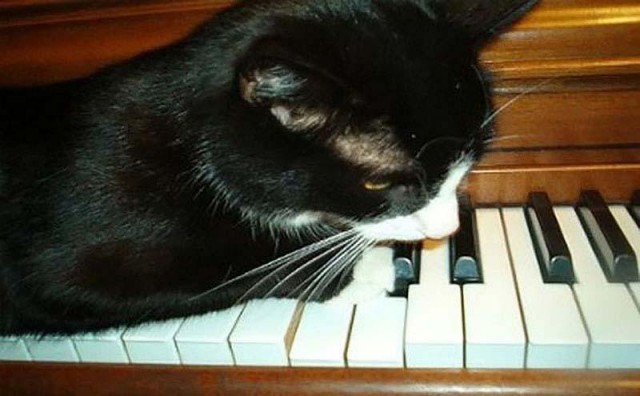 Коты и Кошки