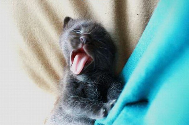 Коты и Кошки