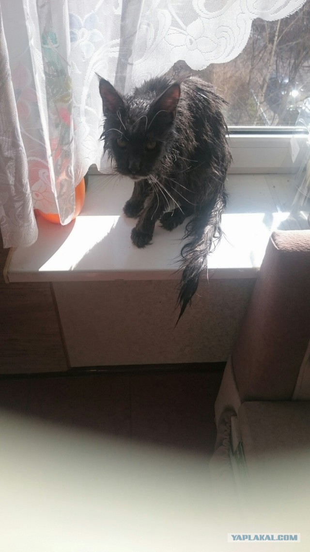 Котовторник 30.01.2018