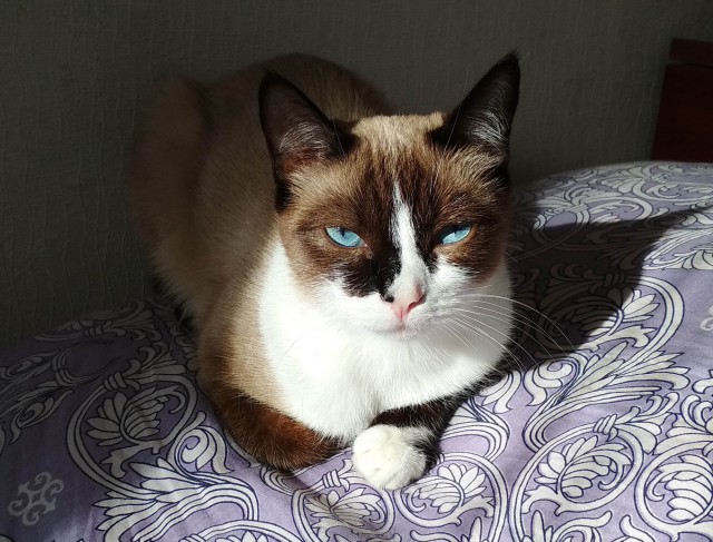 Котовторник 20.02.18