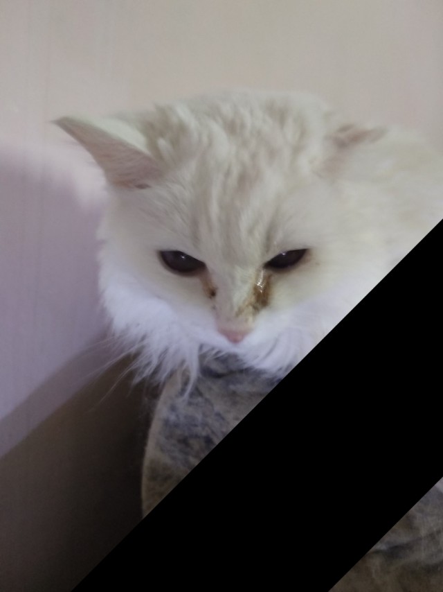 А не открыть бы нам котовторник 03.04.2018