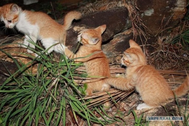 Котовторник (02.06.2009)