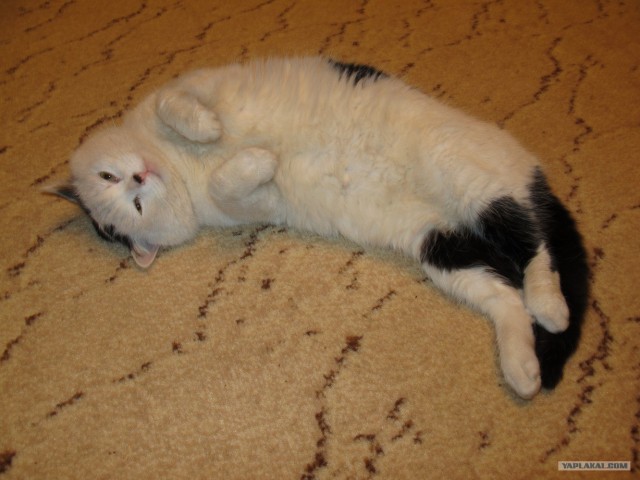 Котовторник - С праздником, котоводы!
