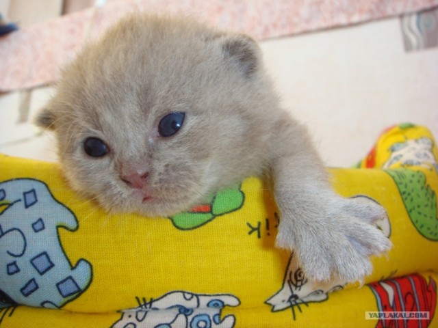 Котовторник стартует