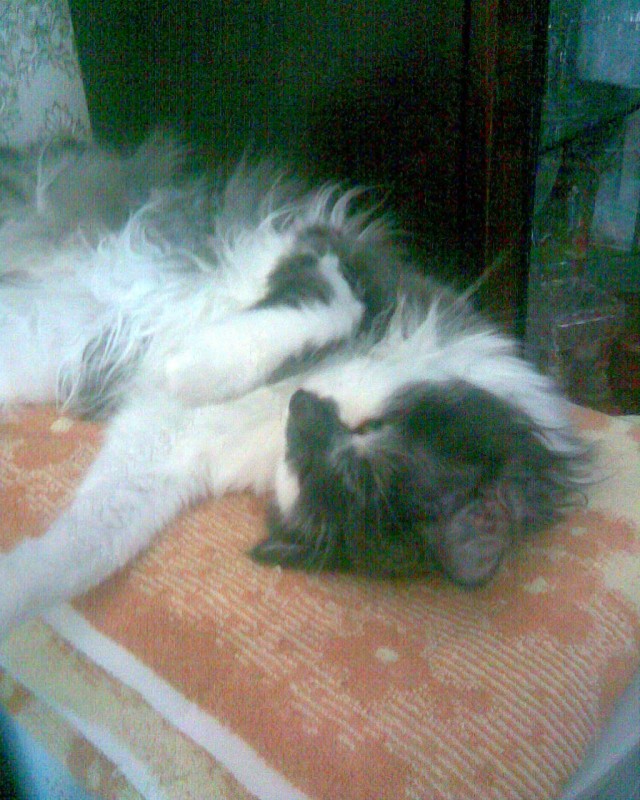 Начинаем котовторник!