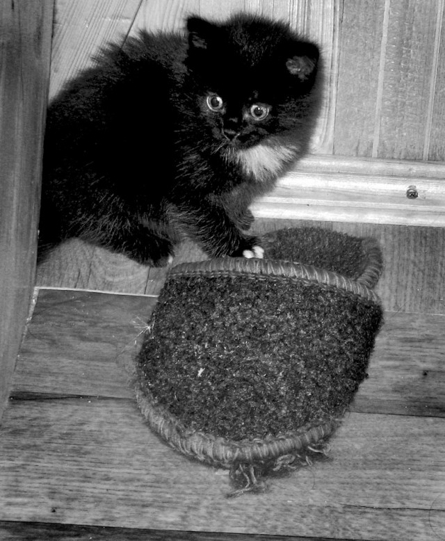 Котовторник! 11.10.11