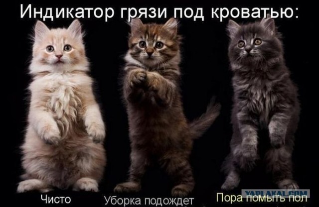 Котовторник (07.02.2012)