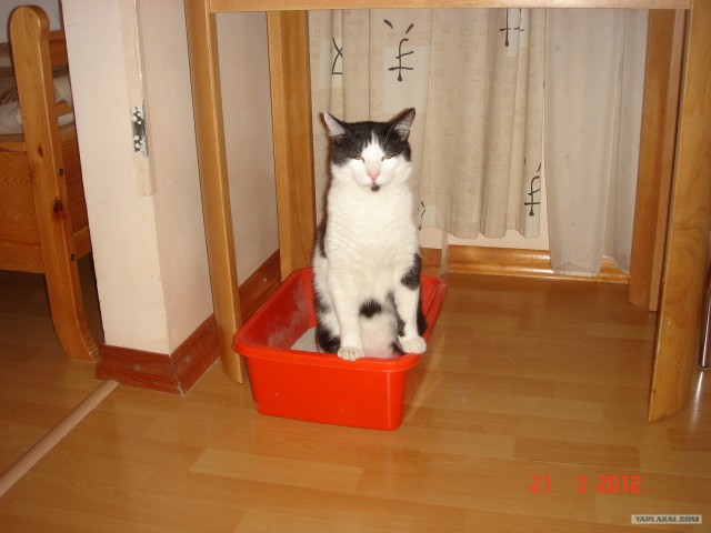 Котовторник 27.03.2012